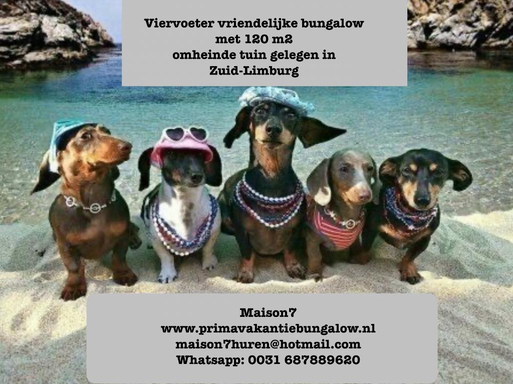 Hond GRATIS MEE OP VAKANTIE in omheinde bungalow Limburg, Dieren en Toebehoren, Ophalen, Zo goed als nieuw, Overige