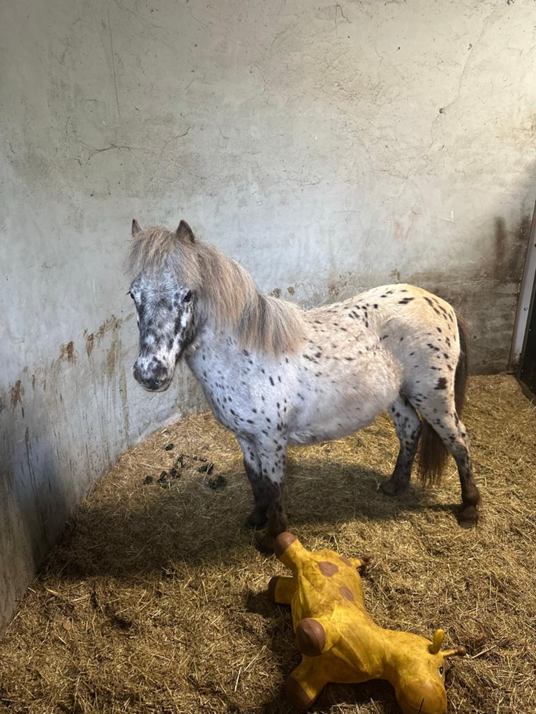 Shetlander jaarling merrie, Merrie, 0 tot 2 jaar, A pony (tot 1.17m), Onbeleerd