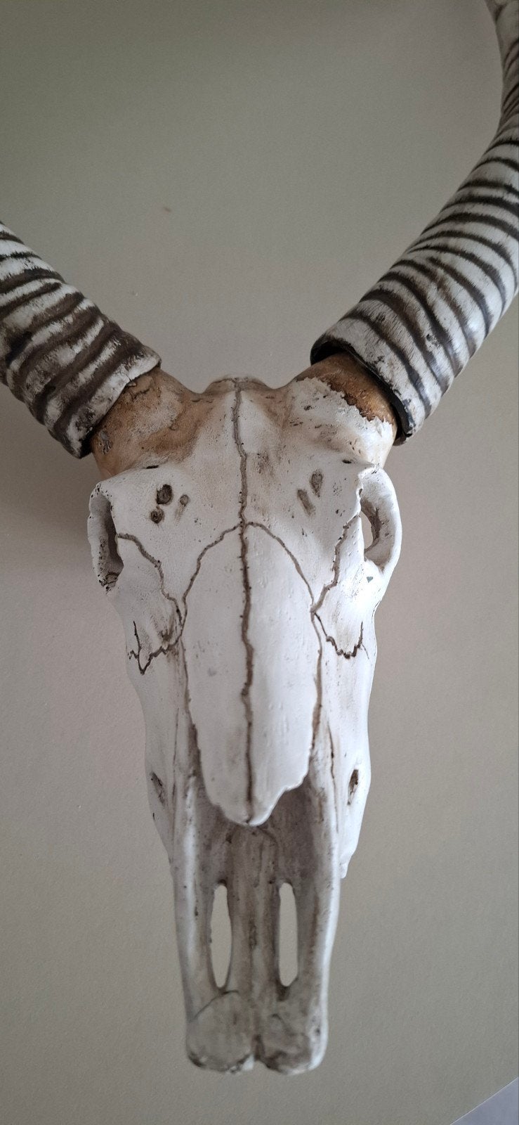 dierschedel hoorns gewei, Ophalen of Verzenden, Gebruikt, Overige soorten, Gewei of Kop