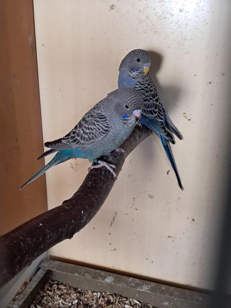 2 blackface grasparkieten, Meerdere dieren, Parkiet, Geringd