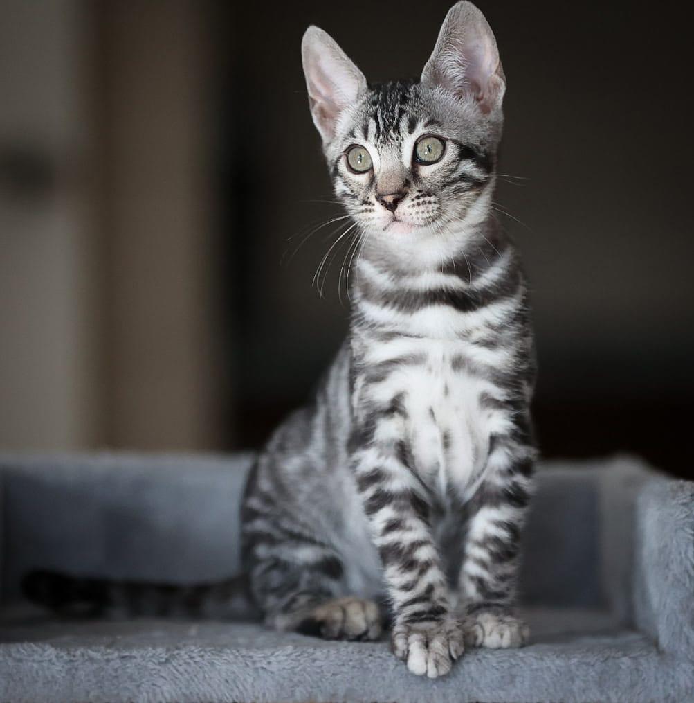 Bengaal kitten poesje beschikbaar bengal, Poes, Ontwormd