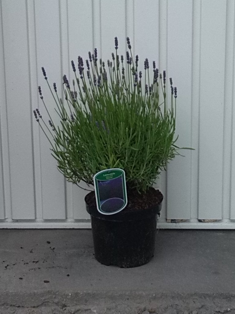 lavendel/lavendula, Vaste plant, Halfschaduw, Zomer, Ophalen