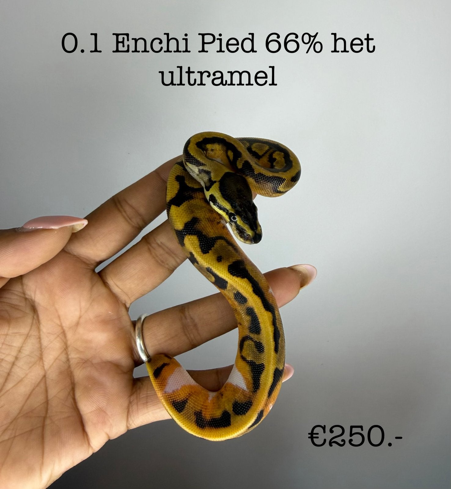 0.1 Enchi Pied 66% het ultramel NK26 Ball Python - female for sale from Valerie