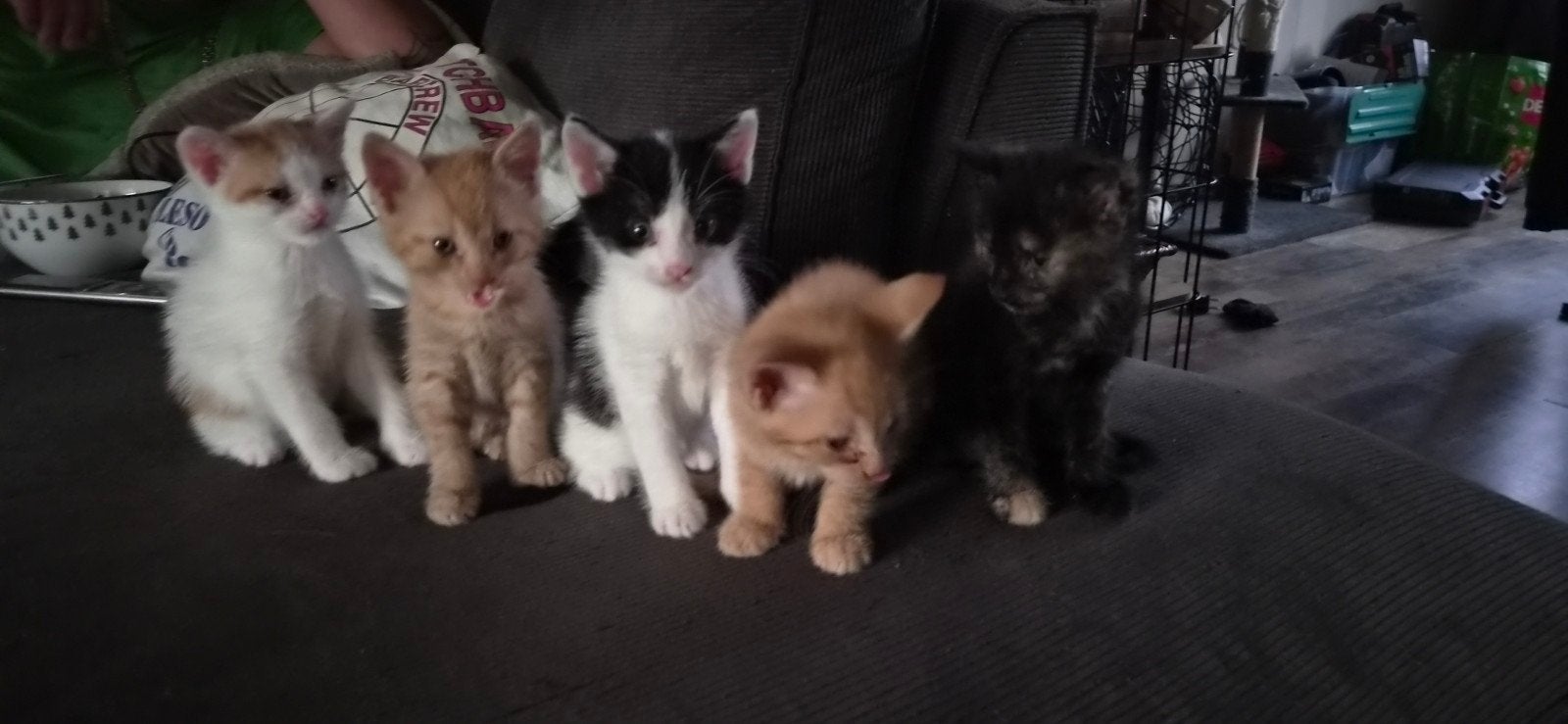 kittens, Dieren en Toebehoren, Geslacht onbekend, Kortharig, 0 tot 2 jaar