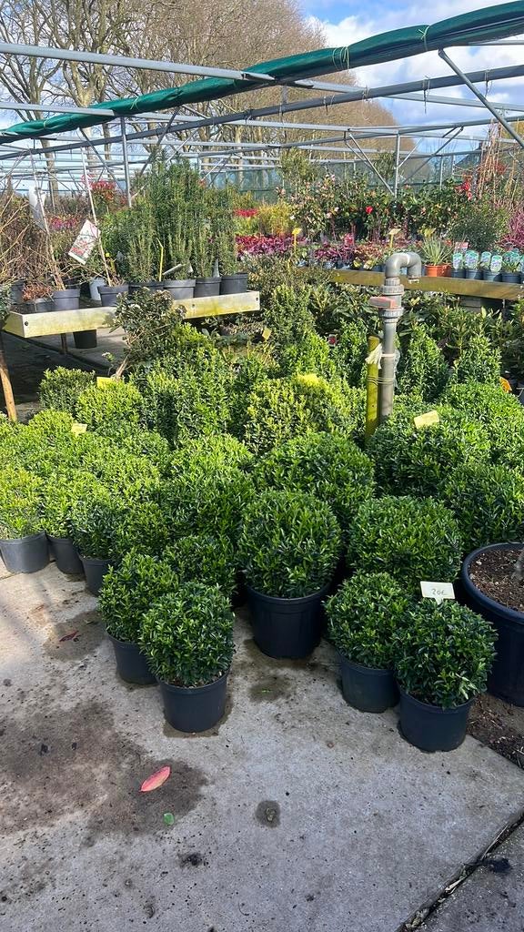 Euonymus bollen, Piramides en haagplanten 10-60 cm, Tuin en Terras, Planten | Tuinplanten, Ophalen