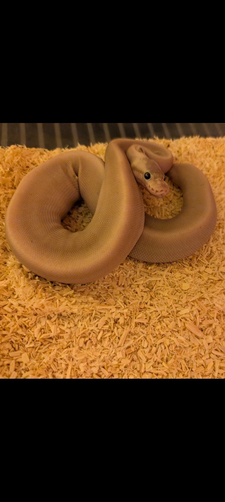 0.1 Ballpython Black Pastel Cinnamon Pastel 8 ball Ball Python photo 4