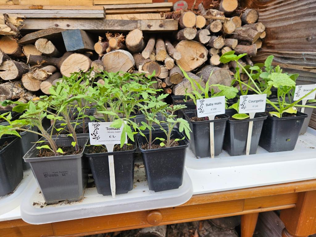 Biologische tomaten-, moestuinplanten, kruiden & bloemen, Ophalen, Eenjarig, Groenteplanten, Volle zon