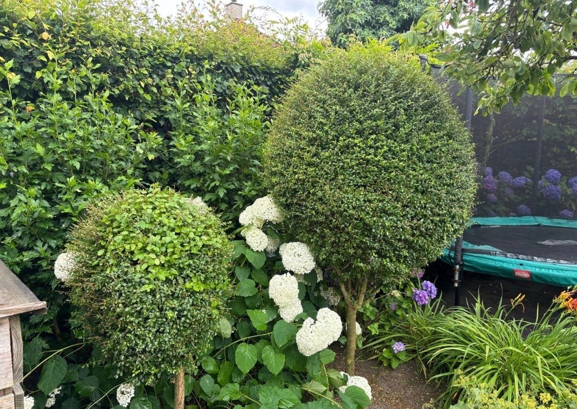 Buxus bollen - perfect voor elke tuin, Volle zon, Vaste plant, Bloeit niet, Ophalen