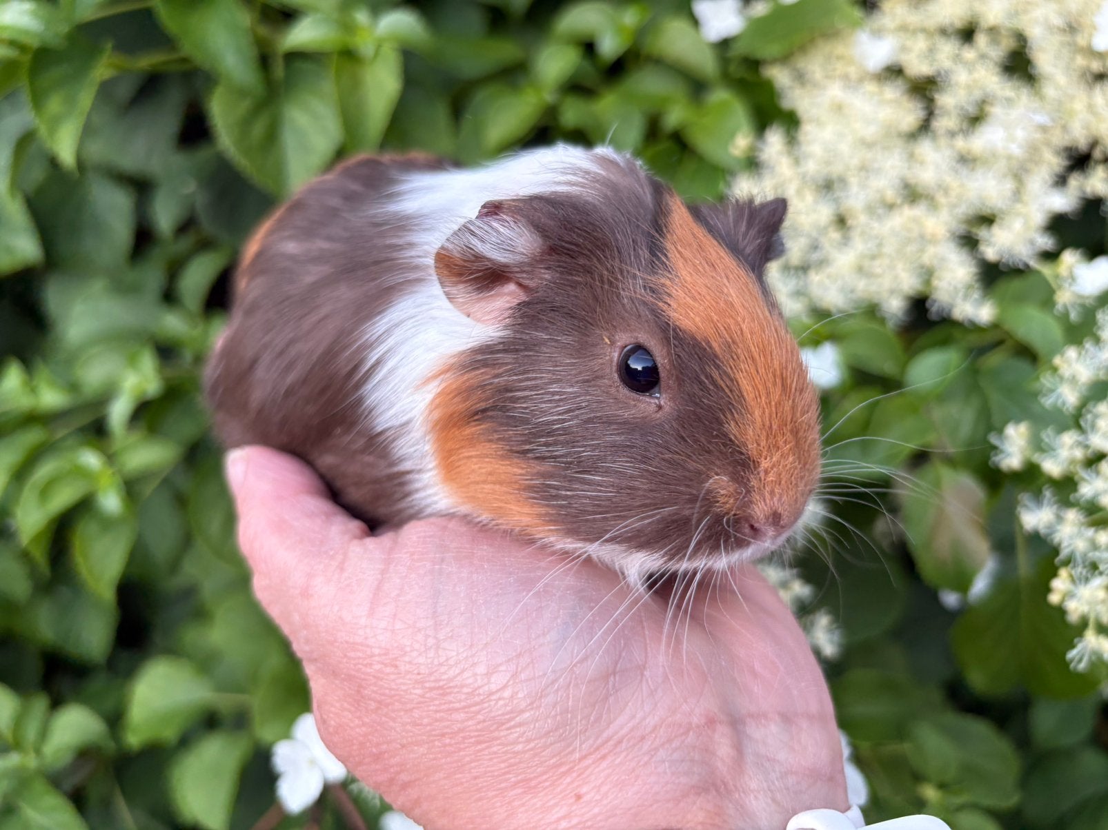 Leuke, tamme cavia zeugjes beschikbaar ( v/d zorgboerderij), Dieren en Toebehoren, Knaagdieren, Cavia, April, Vrouwelijk, Tam
