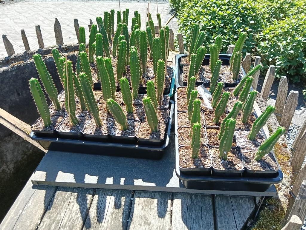 UITVERKOOP! San Pedro cactus (met mescaline 4,50 - 6 euro), Huis en Inrichting, Kamerplanten, Verzenden, Cactus, Minder dan 100 cm