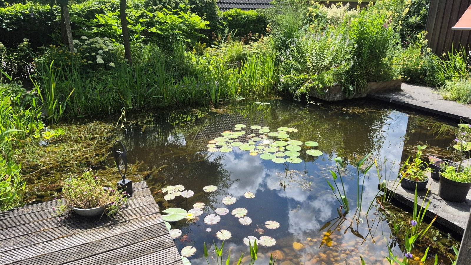 Wegens succes geprolongeerd, vijverplanten voor een prikkie, Ophalen, Nieuw