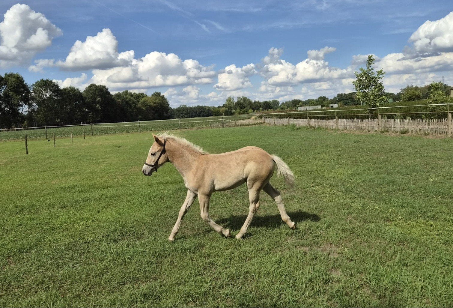 Haflinger hengstveulen, Minder dan 160 cm, Met stamboom, Niet van toepassing, 0 tot 2 jaar