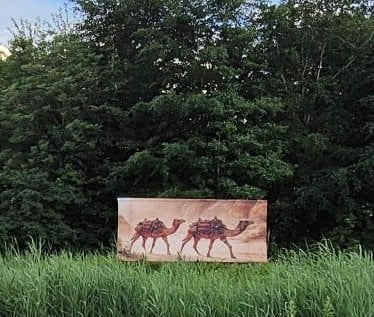 Doeken met kamelen voor tuin of decoratie in huis, Ophalen of Verzenden, Gebruikt