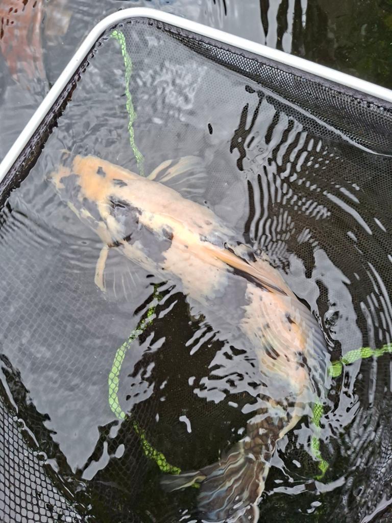 Mooie japanse.koi, Karper of Koi