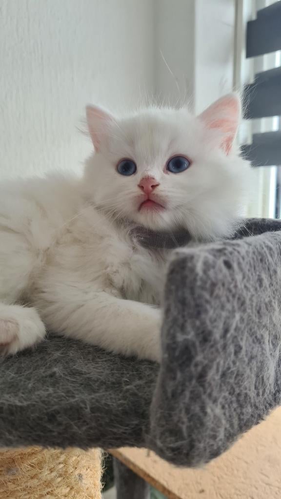 jonge gebor 11,3  foto 3 het moder niet voor koop., Dieren en Toebehoren, Meerdere dieren, Ontwormd