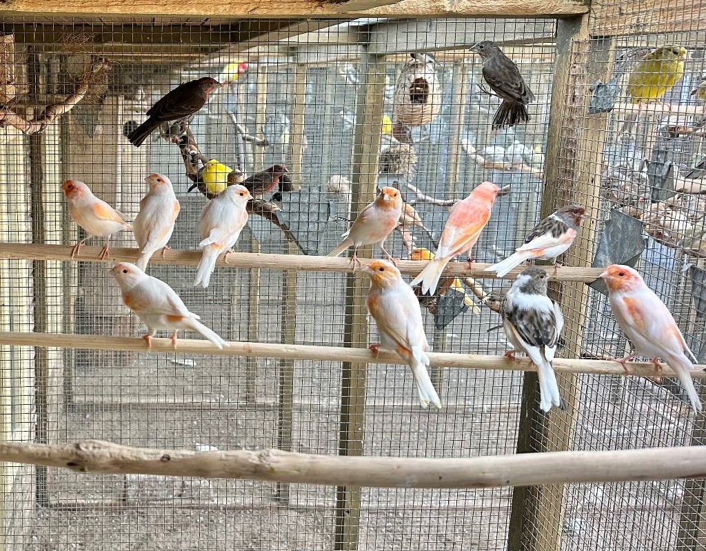 Rood mozaïek kanaries, Meerdere dieren, Kleurkanarie