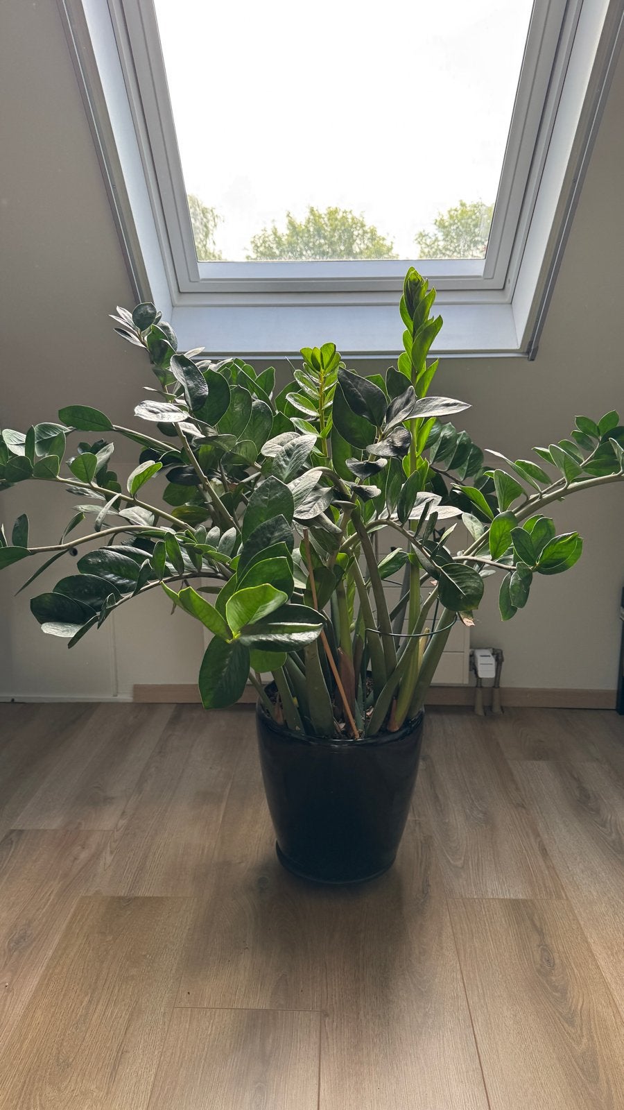 Grote ZZ Plant 120cm (kamerplant) in irrigatiesysteem pot, Ophalen, 100 tot 150 cm, Overige soorten, Halfschaduw
