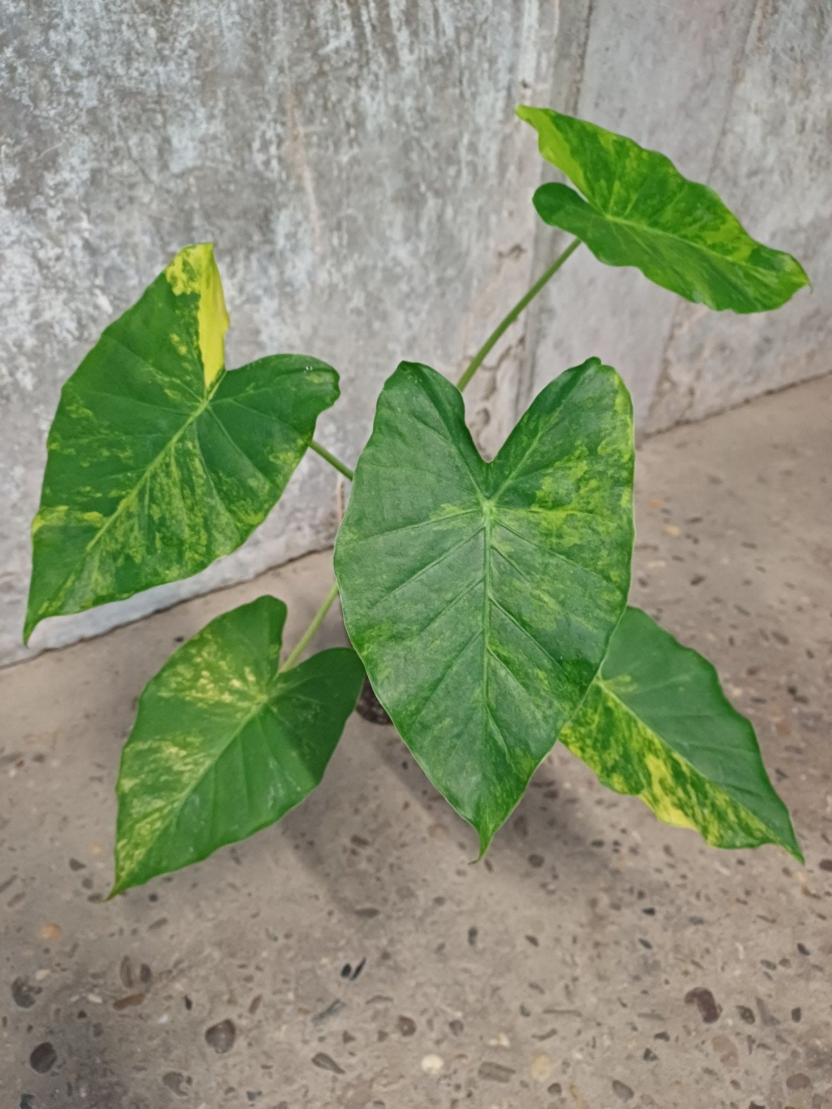 Alocasia gageana aurea variegata, Huis en Inrichting, Kamerplanten, Ophalen of Verzenden, Halfschaduw, Minder dan 100 cm