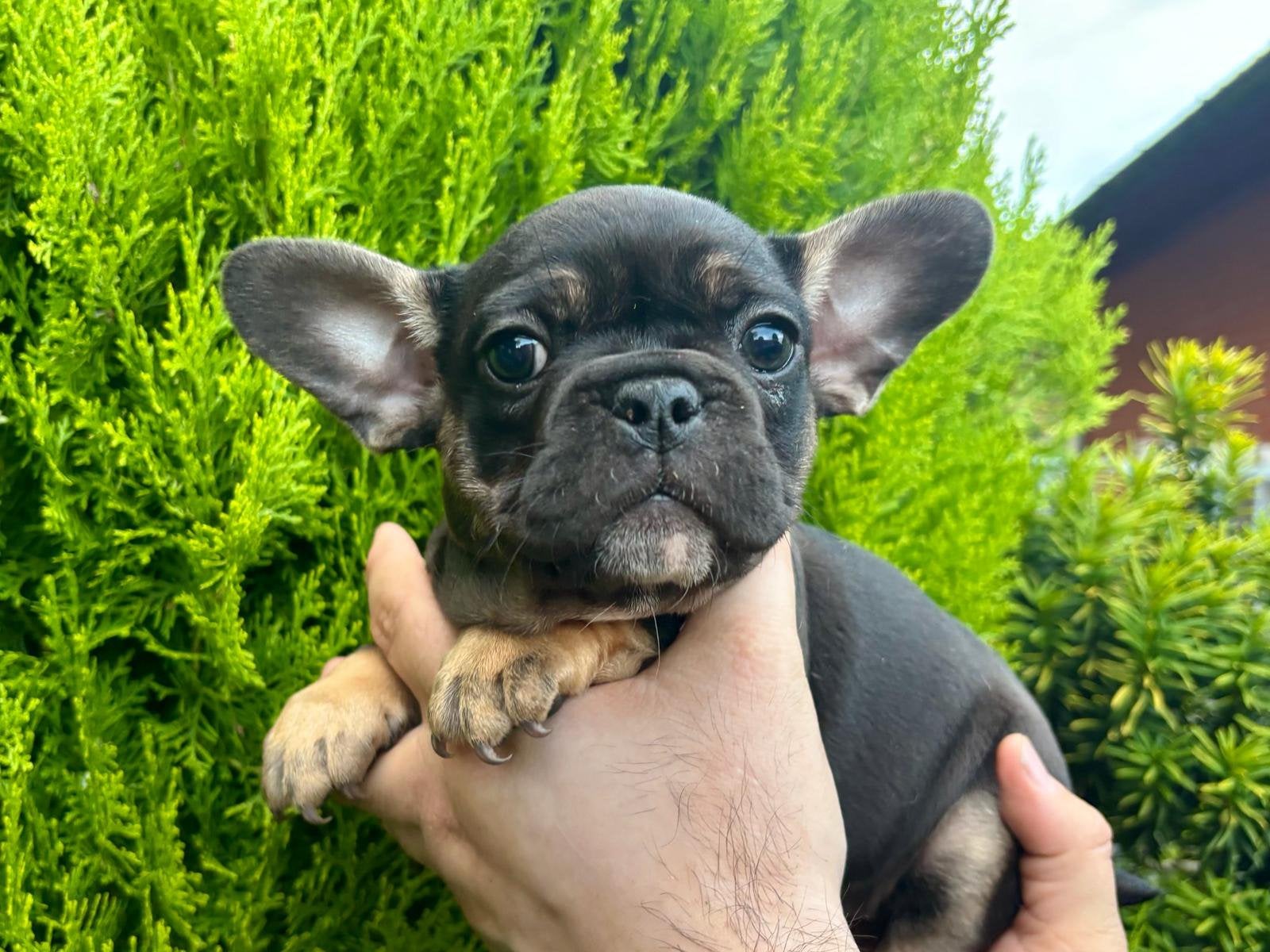 “New” french Bulldog/ “Nieuwe” franse Bulldog, België, Particulier, 8 tot 15 weken, Parvo