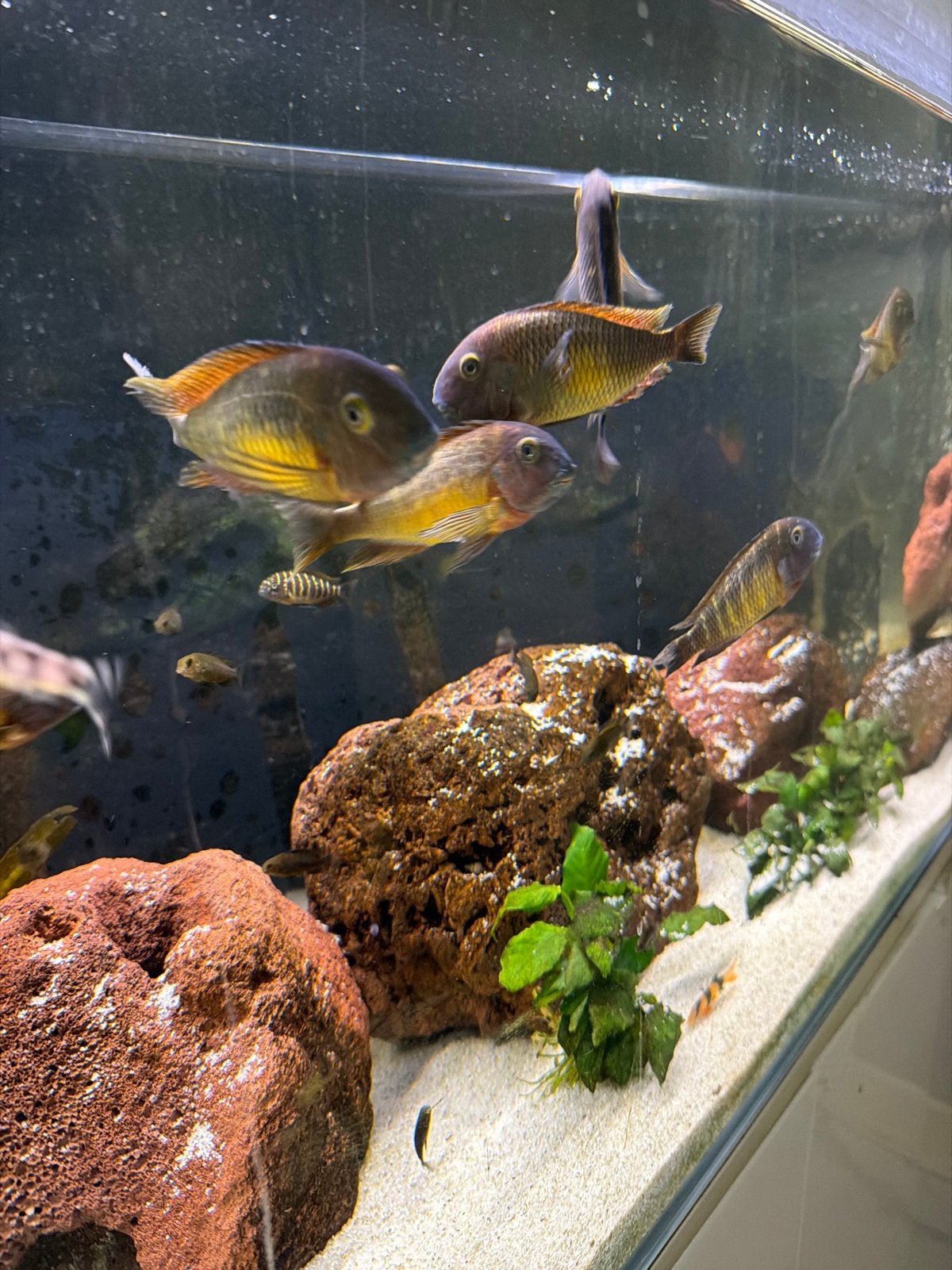 Kwek group tropheus red rainbow, Dieren en Toebehoren, Vis