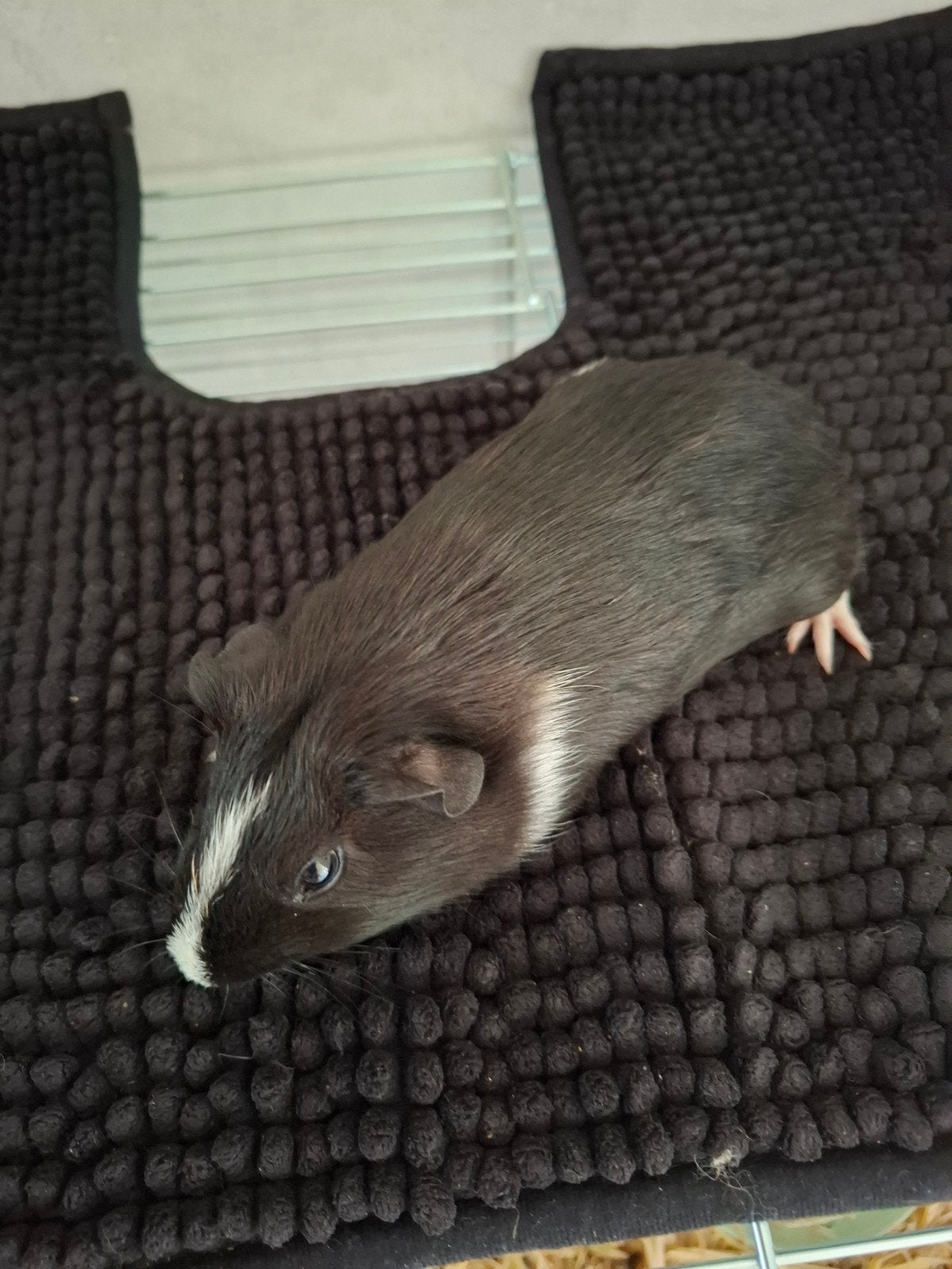 Mooi mannetjes cavia te koop, Dieren en Toebehoren, Knaagdieren, Februari, Mannelijk, Cavia