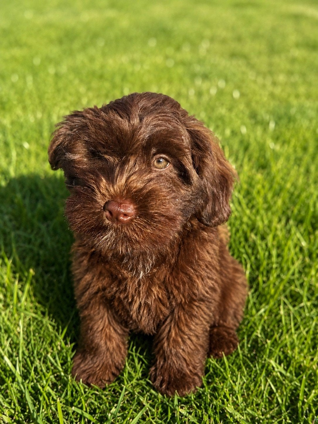 Maltipoo pup, laatste van het nest, Parvo, 8 tot 15 weken, Eén hond, Nederland