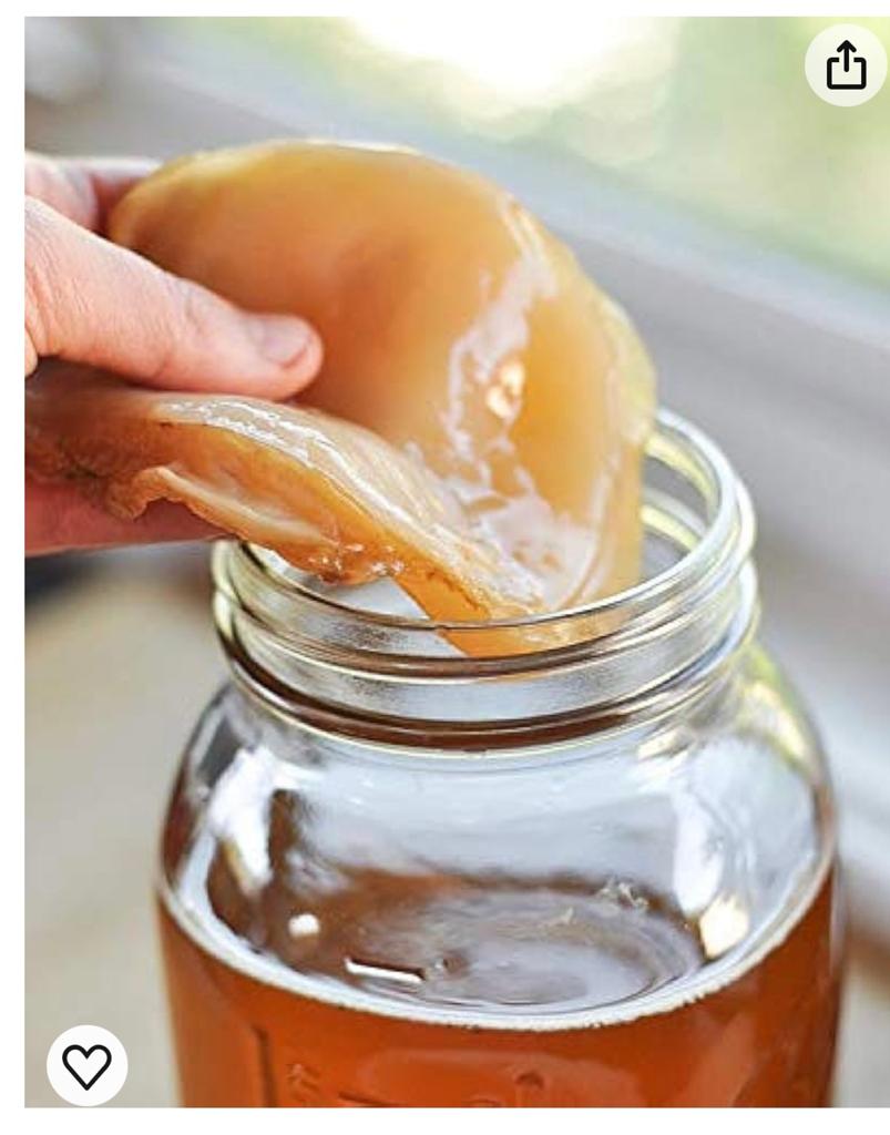 Kombucha vombuacha scoby starter gratis, Ophalen of Verzenden