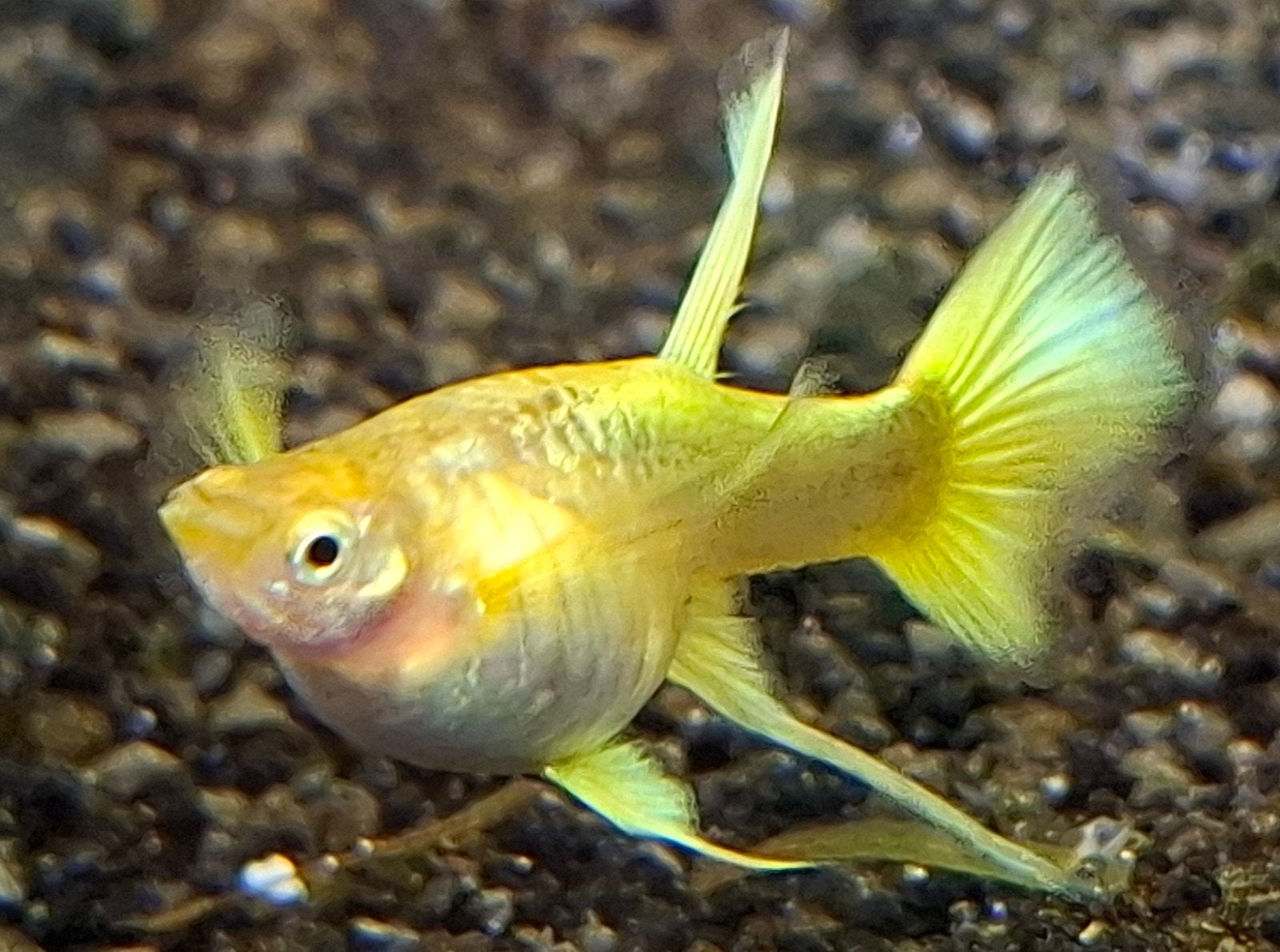 24K Gold guppen, Dieren en Toebehoren, Vis