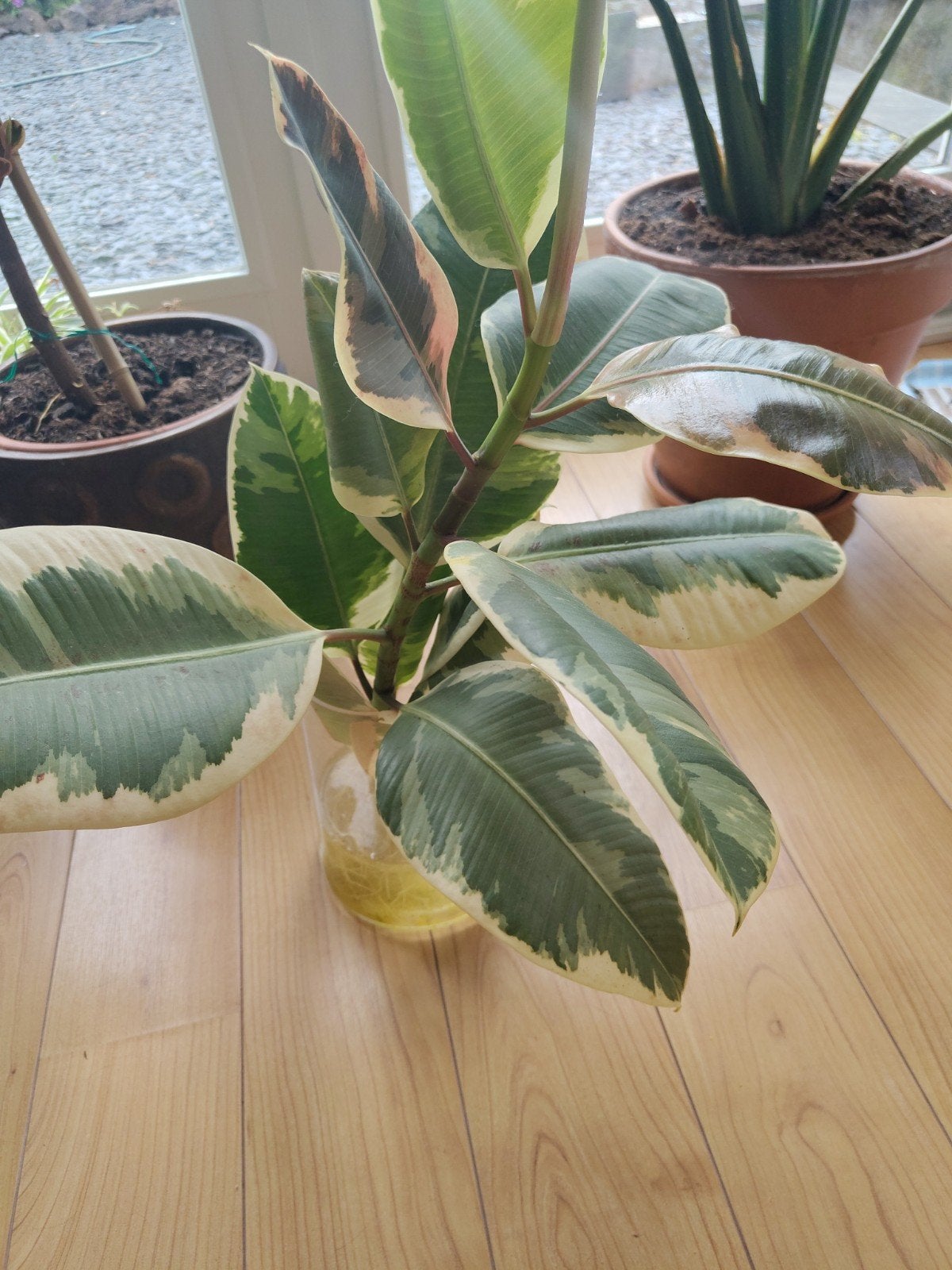 Ficus Elastica Tineke stekje met wortels, Huis en Inrichting, Kamerplanten, Ophalen, Ficus, Halfschaduw, Minder dan 100 cm