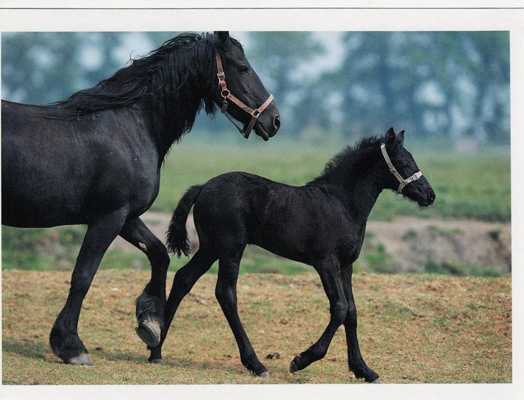 Fries paard met veulen 262, Verzenden, 1980 tot heden, Ongelopen, Paard