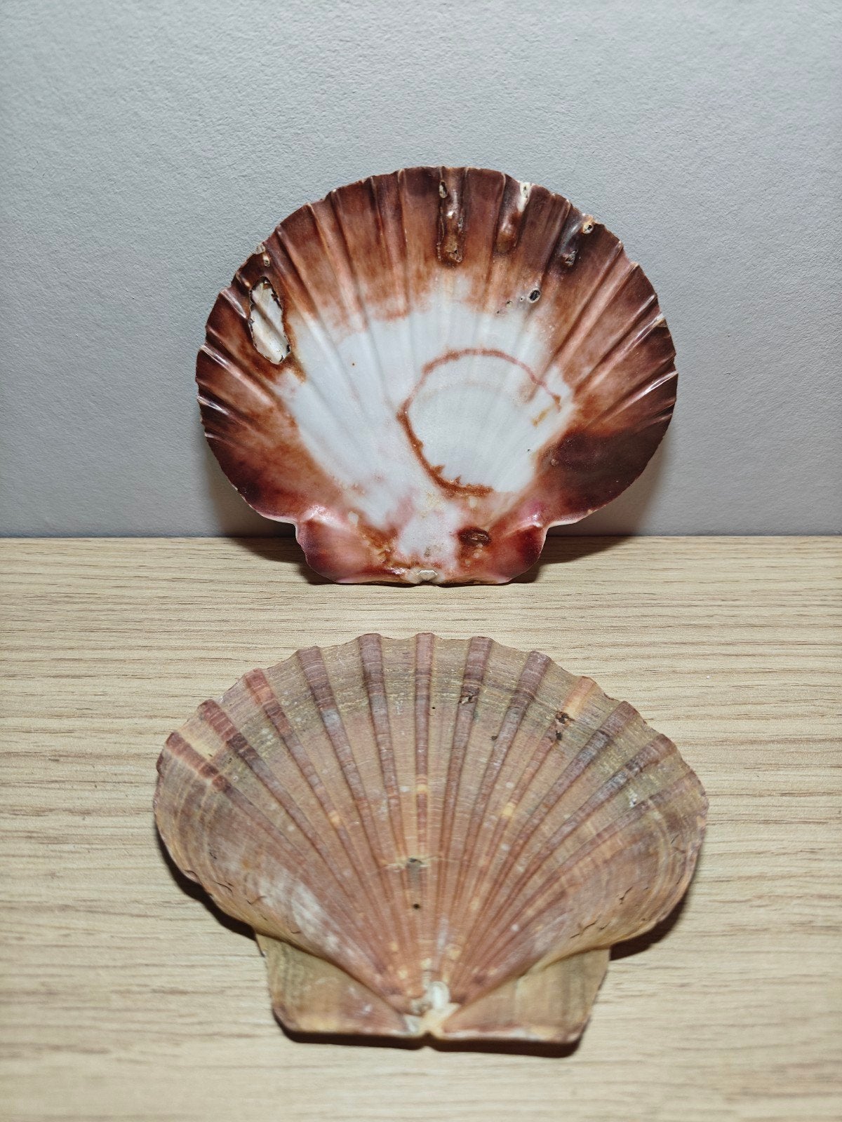 Vintage Grote Sint-Jakobsschelpen (Set van 2) • Coquille, Ophalen of Verzenden, Schelp(en)