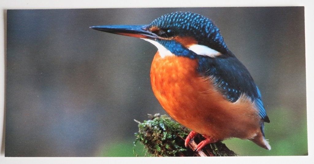 Brede kaart ijsvogel / kingfisher, nieuw, Ophalen of Verzenden, 1980 tot heden, Ongelopen, Vogel