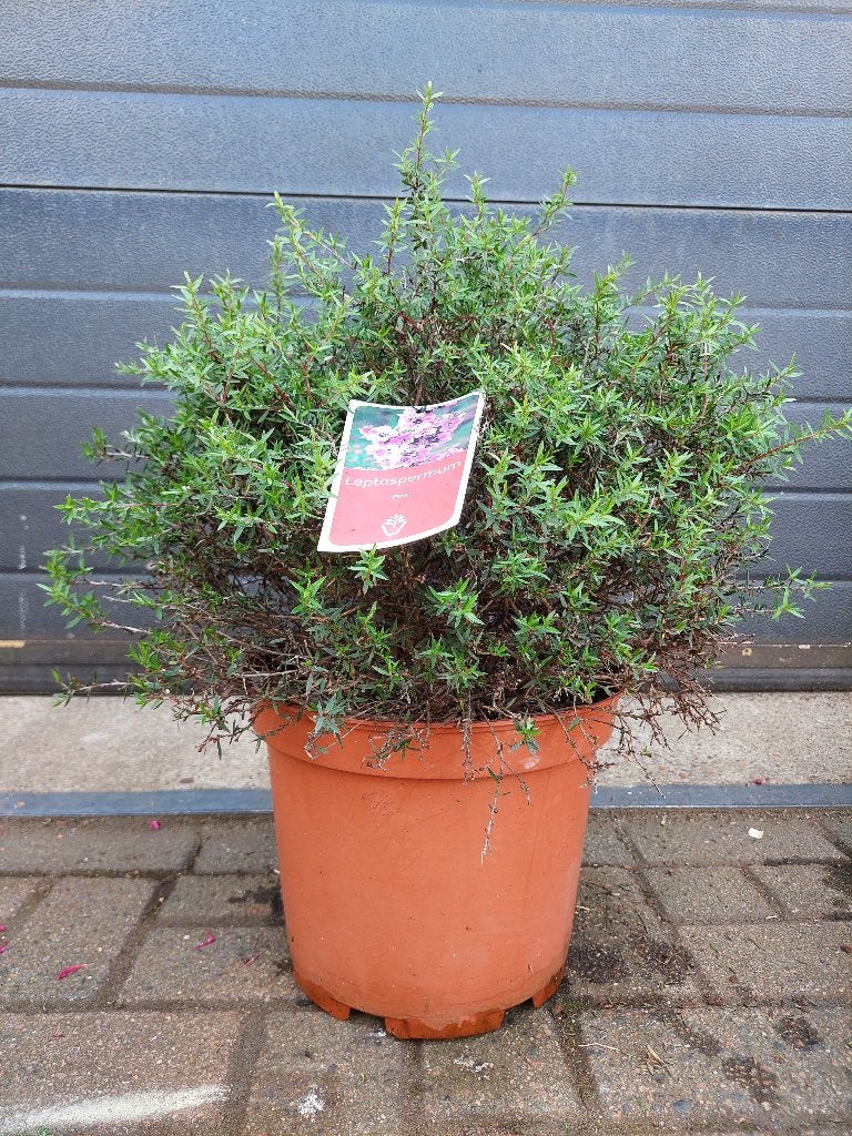 Leptospermum Scoparium 'Pink Queen' - Manuka H: 60 cm., Volle zon, Vaste plant, Zomer, Ophalen