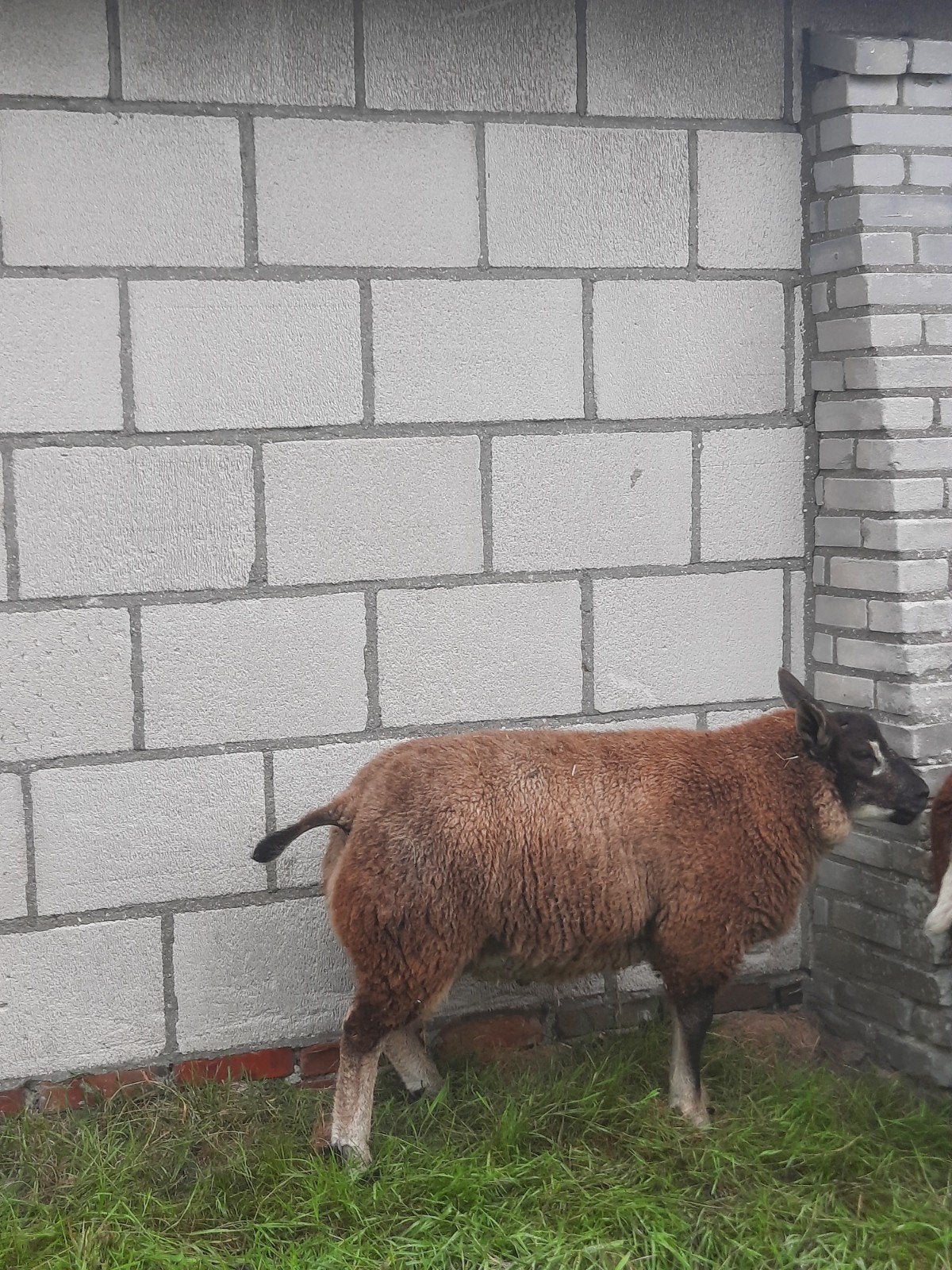 dassenkop dekram, Mannelijk, Schaap
