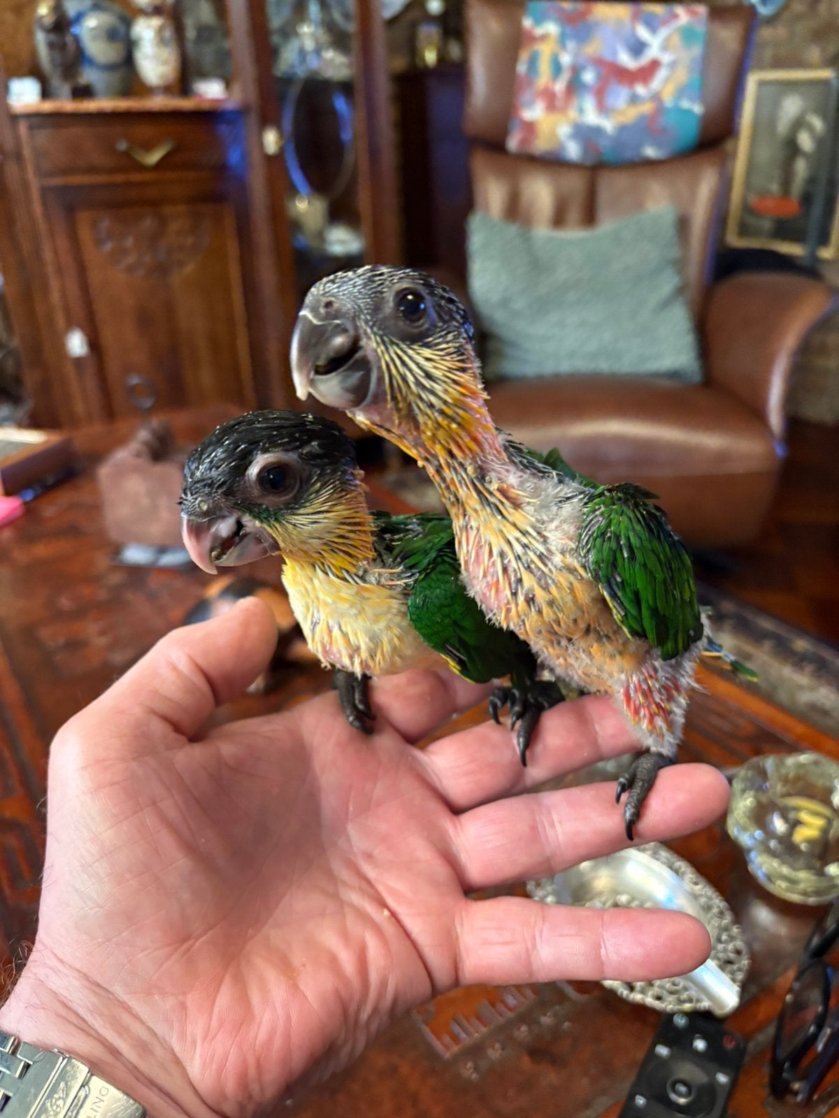 Zwartkop caique, Meerdere dieren, Papegaai