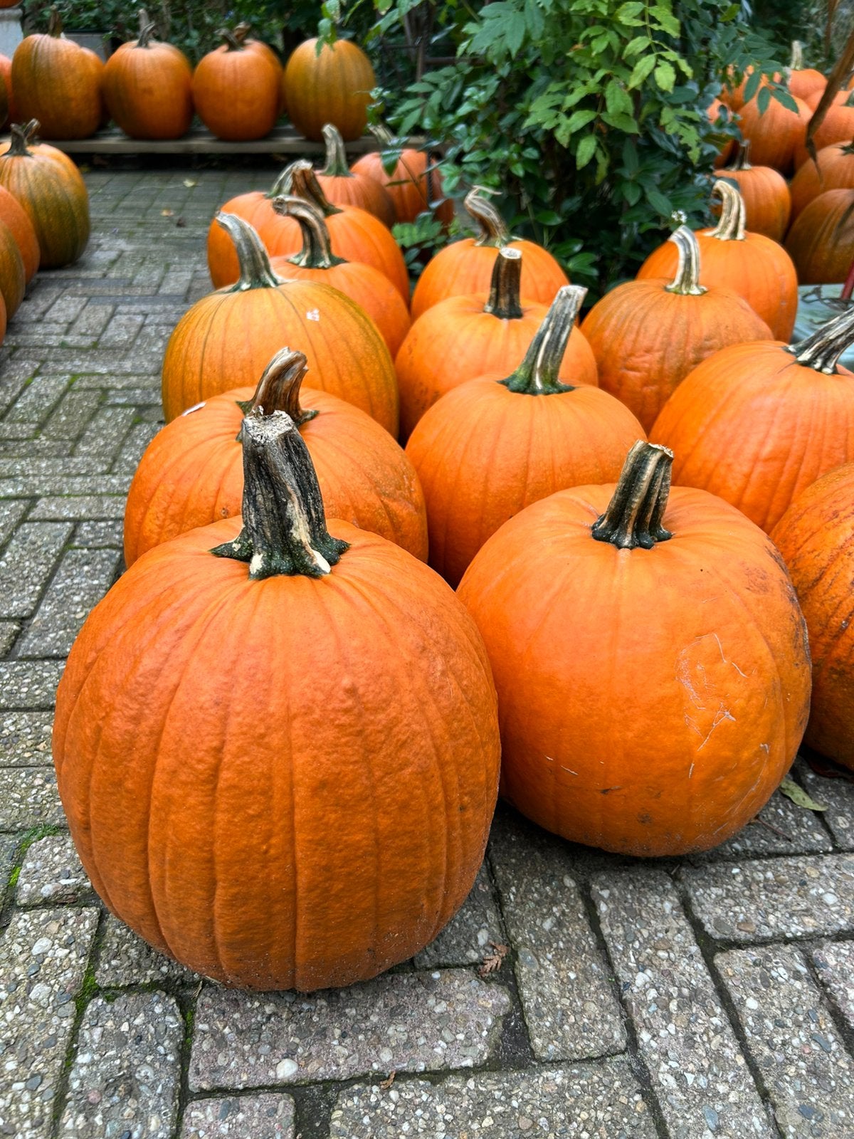 Halloween pompoenen, Ophalen