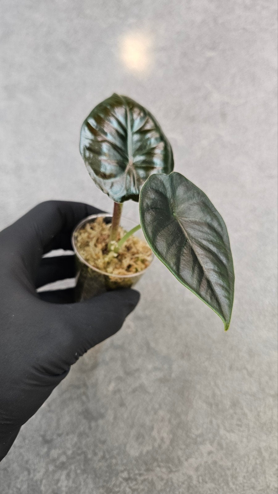 Alocasia Infernalis Kapit Black Magic, Ophalen of Verzenden, Halfschaduw, Minder dan 100 cm