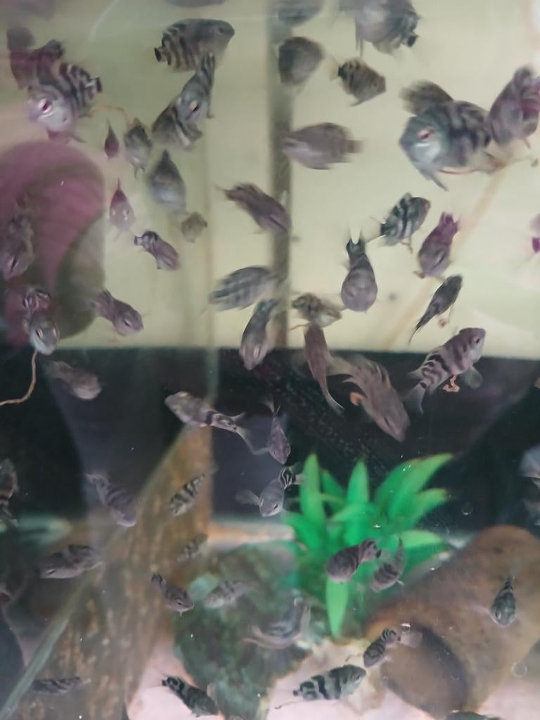 Jonge Blue Parrots, Dieren en Toebehoren, Vis