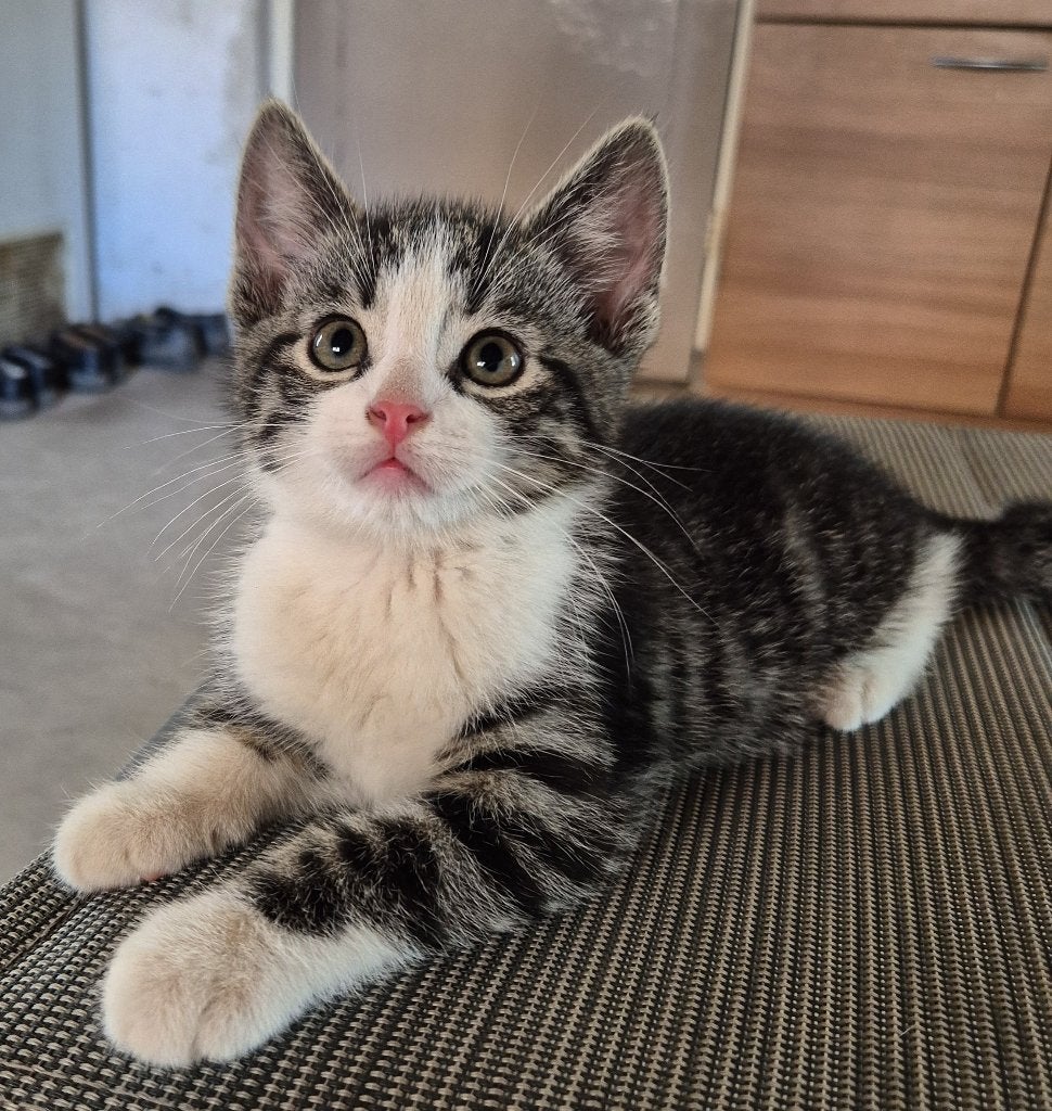 Mooie lieve speelse kittens (nog 1 beschikbaar), Meerdere dieren, Kortharig, 0 tot 2 jaar
