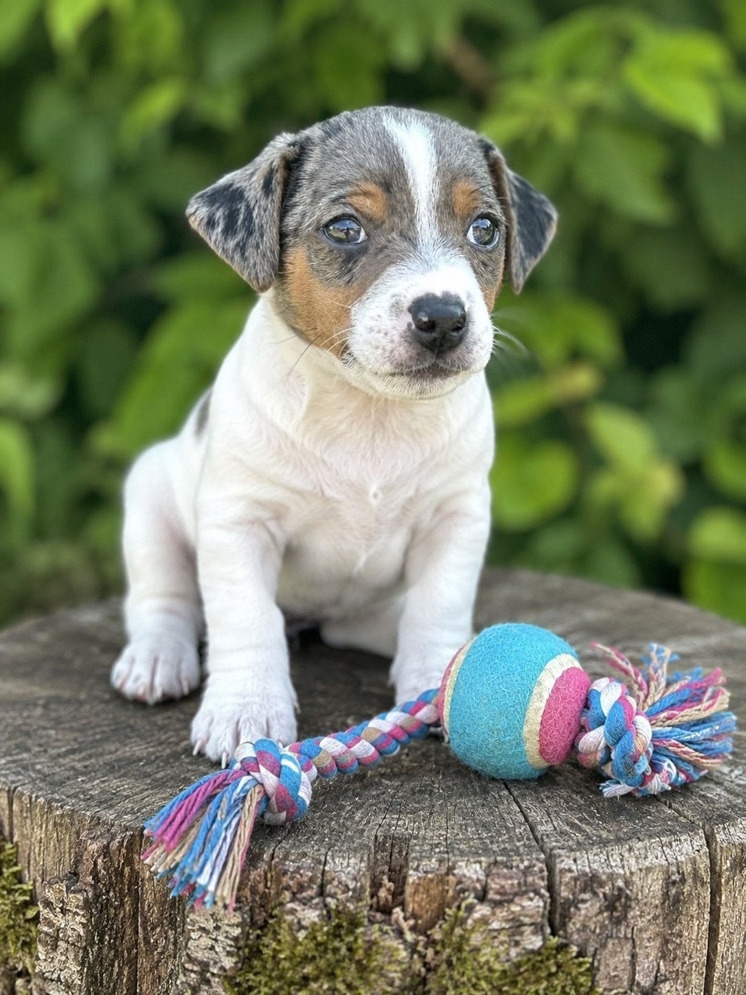Knappe sociale Jack russell pups, Dieren en Toebehoren, Jack Russell Terriër, 8 tot 15 weken, Parvo, Meerdere dieren