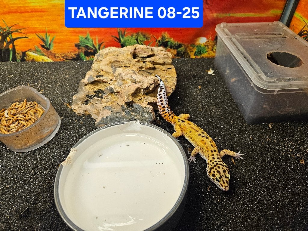 Eublepharis macularius Luipaardgekko Leopard Gecko photo 6