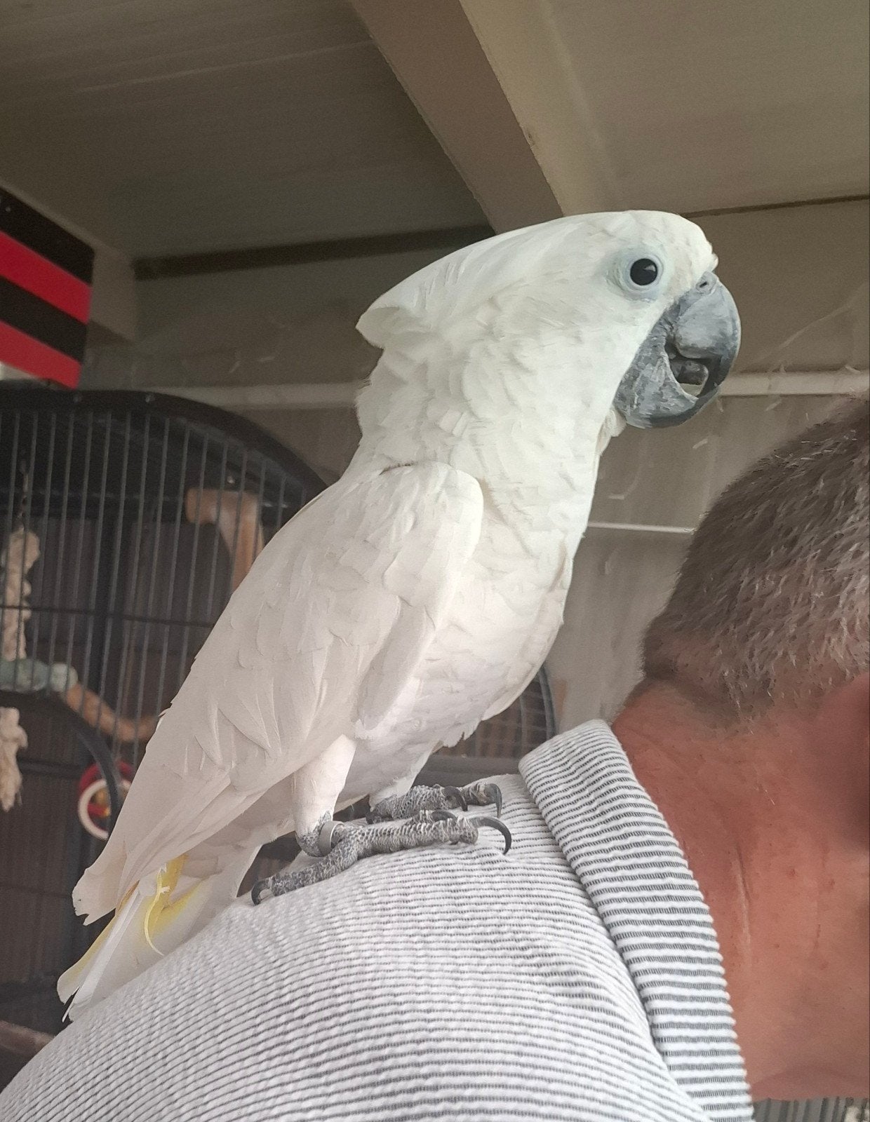Lieve alba kaketoe, Mannelijk, Papegaai, Pratend