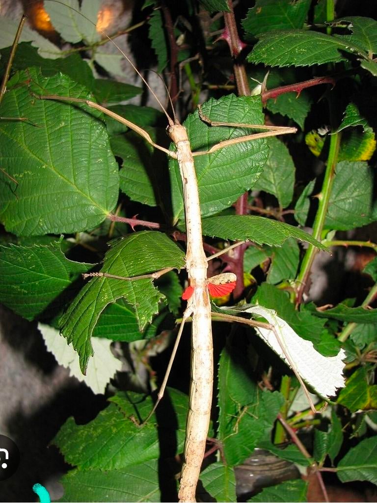Phaenopharos khaoyauensis psg 215 nimfen, Dieren en Toebehoren, Insecten en Spinnen, Bijen