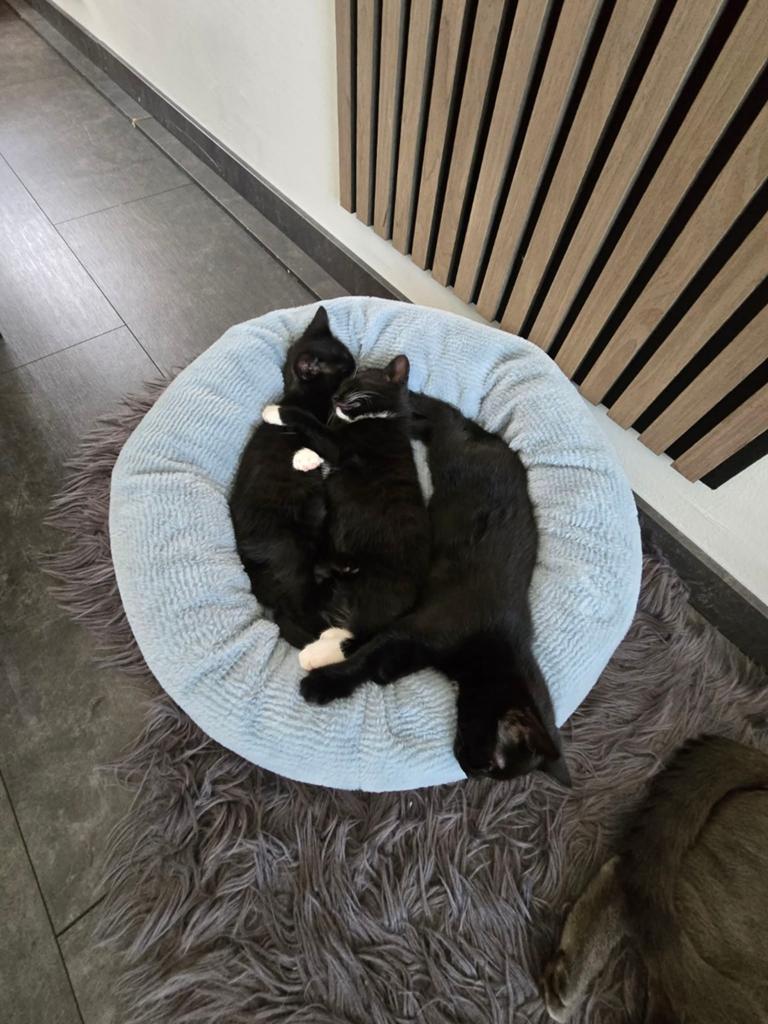 Kittens, Dieren en Toebehoren, Poes