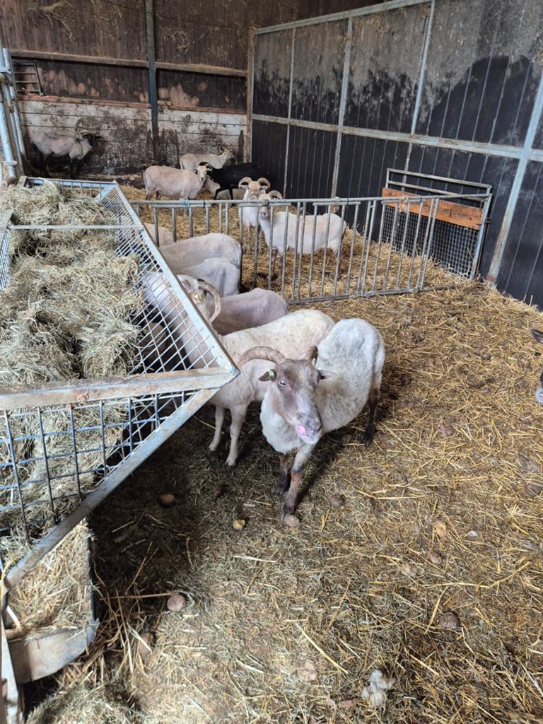Drentse heide schapen drachtige 15 stuks, Vrouwelijk, Schaap