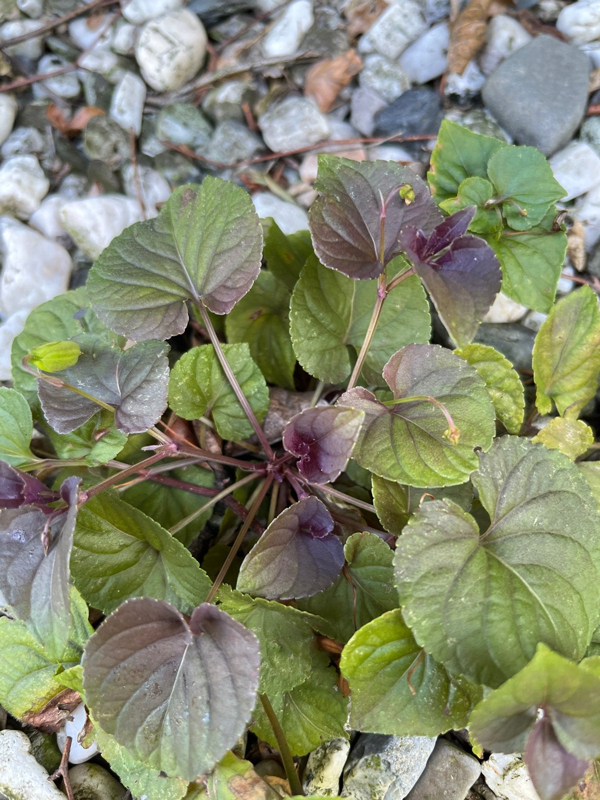Viola labradorica - Labradorviooltje, Bodembedekkers, Vaste plant, Ophalen of Verzenden, Halfschaduw