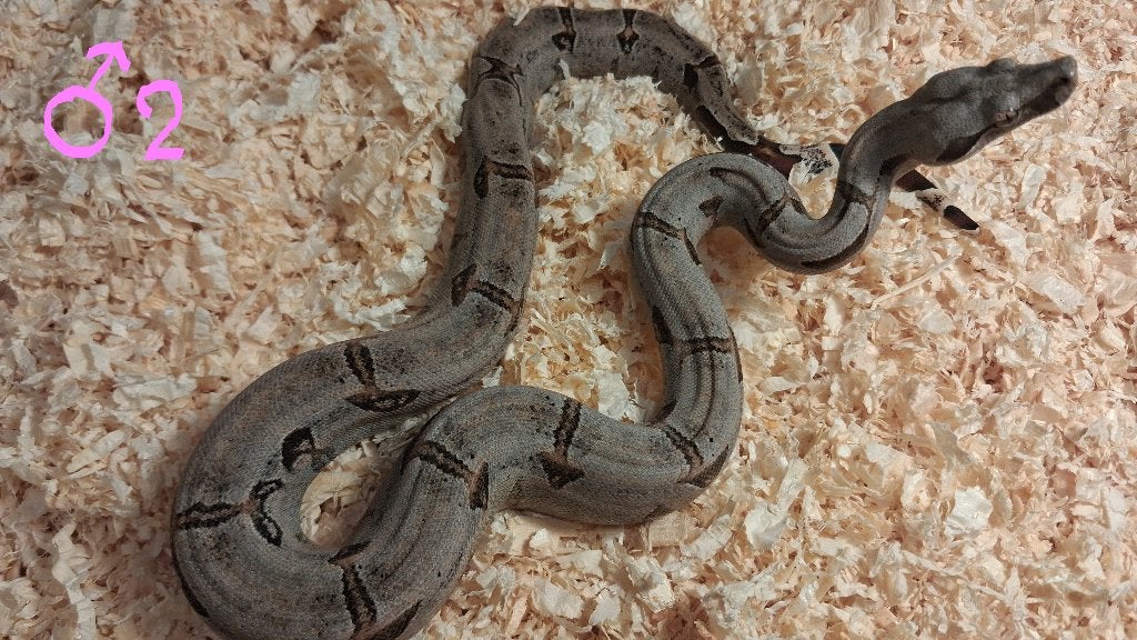 Boa Constrictor Amarali nakweek Boa Constrictor - male for sale from tom.coppens6