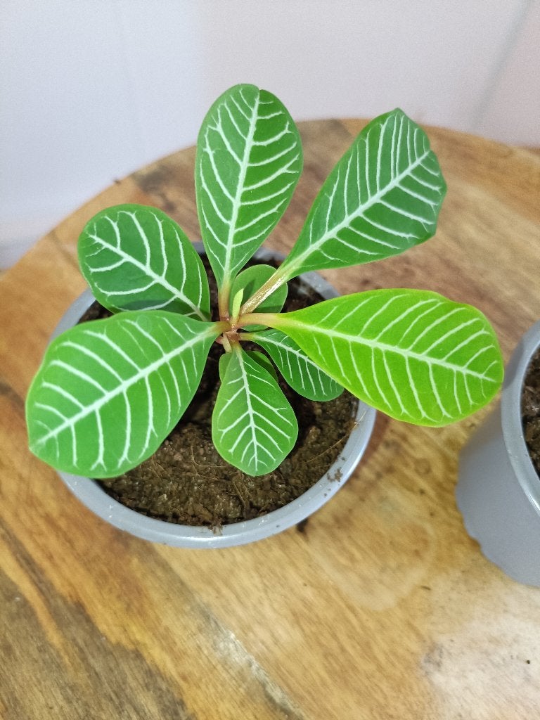 Euphorbia plantjes, Ophalen, Overige soorten, Halfschaduw, Minder dan 100 cm