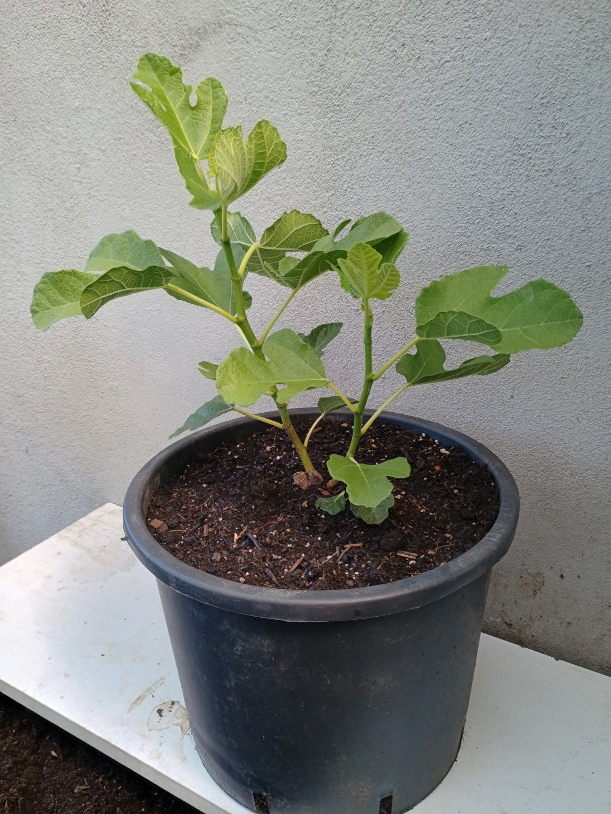 te koop jonge vijgen Boompje, Ophalen, Overige soorten, Volle zon