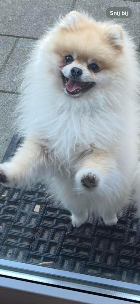 Pomerian reu te koop, Keeshond, Reu, Parvo, Eén hond